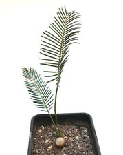 Encephalartos ghellinckii due usato  Napoli
