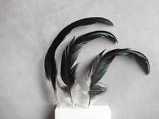 3 plumas de gallo negras, plumas de ratón, 27 - 30 cm, manualidades, floristería segunda mano  Embacar hacia Mexico