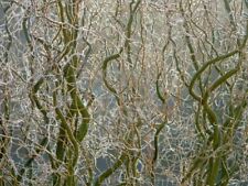 Corkscrew willow cuttings for sale  COLCHESTER