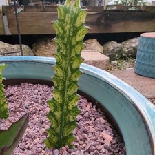 Euphorbia trigona variegata for sale  Needville
