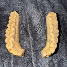Antique false teeth for sale  ST. NEOTS