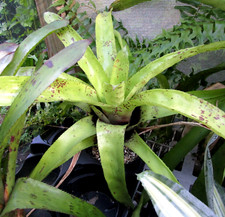 Buy save bromeliad for sale  Miami