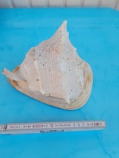 Riesen muschel deko gebraucht kaufen  Sandersdorf