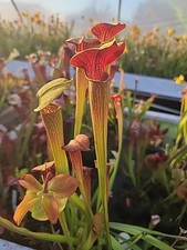 pitcher plants sarracenia for sale  Eugene