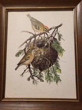 Vintage 8x10 golden for sale  Muscatine