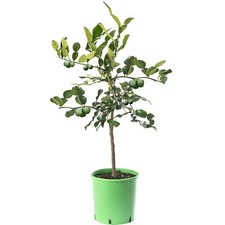 Assorted indoor citrus for sale  UK