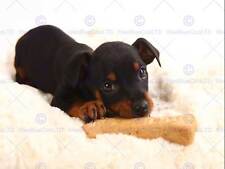 Photography composition animal for sale  EDINBURGH