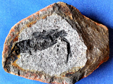 Crevette fossile cr8bt d'occasion  La Roche-sur-Yon