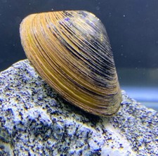Freshwater clam aquarium for sale  Newark