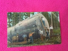 Big redwood tree for sale  Sebastopol