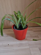 bromelien gebraucht kaufen bromelien gebraucht kaufen Handewitt