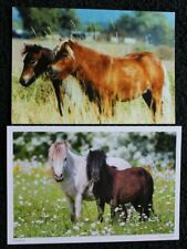 Postkarten falabella pony gebraucht kaufen  Limburg a. d. Lahn