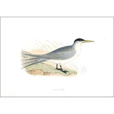 Birds swift tern for sale  GLASGOW