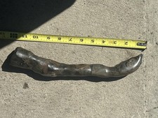 t rex fossil for sale  Clearfield