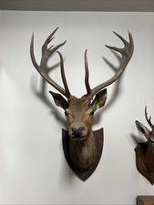 stag head taxidermy for sale stag head taxidermy for sale RUGBY