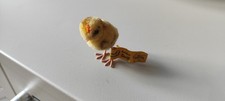 Steiff küken fähnchen gebraucht kaufen  Hürth