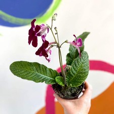 Streptocarpus ionantha leah for sale Streptocarpus ionantha leah for sale  BRISTOL