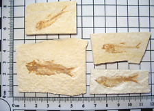 Eocene green river for sale  WAKEFIELD