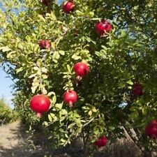 Salavatski russian pomegranate for sale  Lakeland