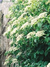 Hydrangea petiolaris pot for sale  CRANBROOK