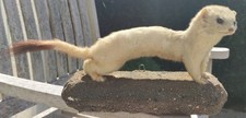 Wiesel ausgestopft tierpräpar gebraucht kaufen  Hiddenhausen