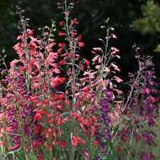 Penstemon barbartus twizzle for sale  ST. LEONARDS-ON-SEA
