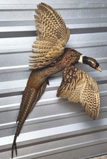 Ringneck rooster pheasant for sale  Granbury