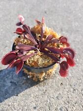Large sized red for sale  Wilmington