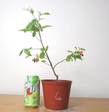 mickey plant flower mouse for sale mickey plant flower mouse for sale Garden Grove
