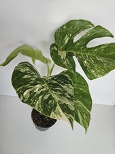 Heavenly hoya monstera gebraucht kaufen  Bad Bramstedt