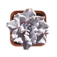 Rare echeveria crispate for sale  Fallbrook