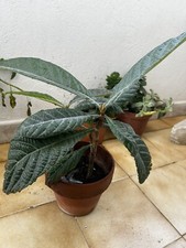 Piante frutto usato  Petrosino