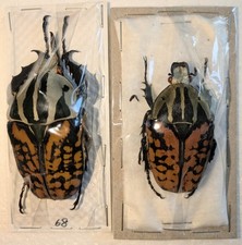Mecynorhina oberthuri pair for sale  WOKING