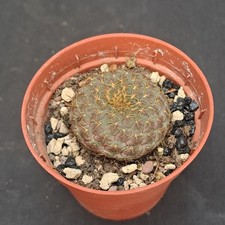 Sulcorebutia rauschii aureispi usato  Casatenovo