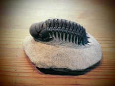 Trilobit crotalocephalus gibbu gebraucht kaufen  Siek