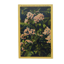 Mountain laurel bloom for sale  Woodstock