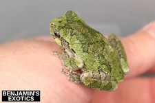 Live tadpoles captive for sale  Etna