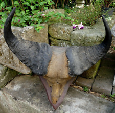 Trophée chasse massacre d'occasion  France