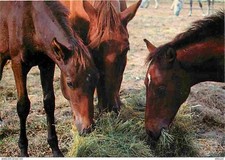 Animaux chevaux chevaux d'occasion  Fruges