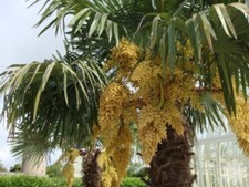 Semi palma trachycarpus usato  Trappeto