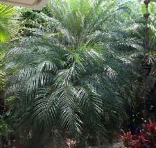 Pygmy date tree for sale  Carriere