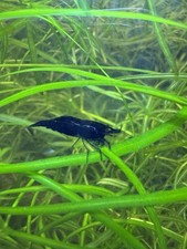 Dark blue dream for sale  Covina