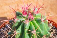 Ferocactus prenglei red for sale  Las Vegas