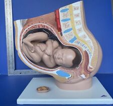 Scientific pregnancy pelvis for sale  BRADFORD