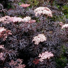 Sambucus nigra black d'occasion Sambucus nigra black d'occasion  Pouzauges
