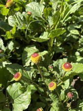 Fiore elettrico acmella usato  Marigliano