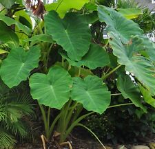 Colocasia esculenta 20cm d'occasion  Krautergersheim