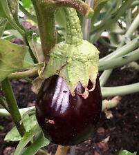 Benarys blaukönigin aubergine gebraucht kaufen  Bayreuth