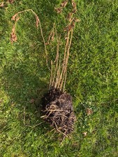 Physalis chinese lantern for sale Physalis chinese lantern for sale  HARPENDEN