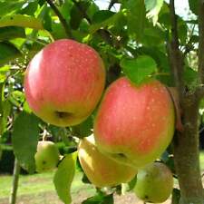 Apfel finkenwerder herbstprinz gebraucht kaufen  Menslage